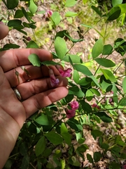 Lathyrus roseus