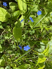 Omphalodes