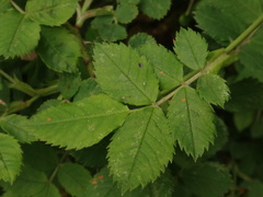 Rosa corymbifera