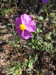 Cistus tauricus