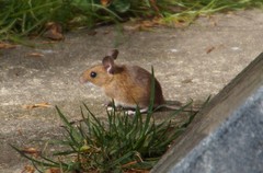 Apodemus flavicollis