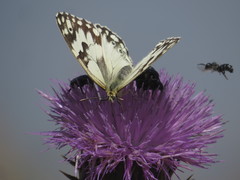 Melanargia titea