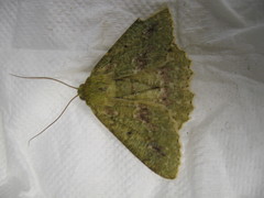 Herochroma cristata