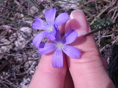 Linum nervosum