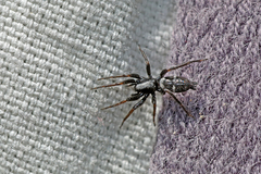 Herpyllinae