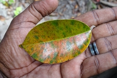 Chrysophyllum oliviforme