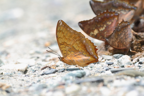 Charaxes marmax Westwood, 1848