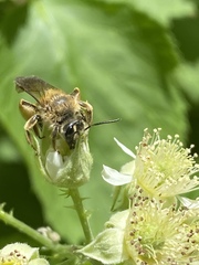 Andrena pruni