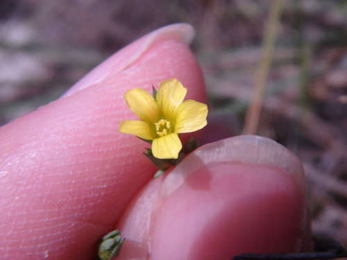Linum corymbulosum (Linum corymbulosum)