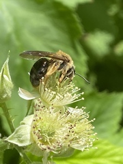 Andrena pruni