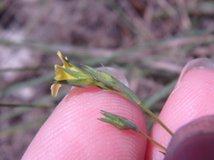 Linum corymbulosum