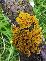 Xanthoria parietina