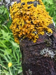 Xanthoria parietina