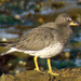 Surfbird - Photo (c) Maggie.Smith, some rights reserved (CC BY-NC)