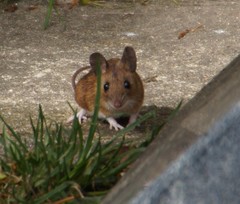 Apodemus flavicollis