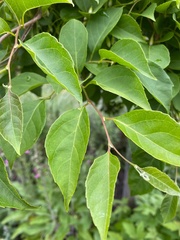 Stewartia