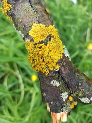 Xanthoria parietina