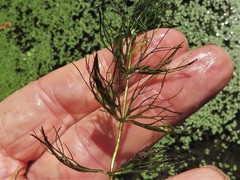 Ceratophyllum echinatum