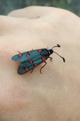 Zygaena lavandulae
