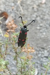 Zygaena lavandulae
