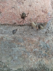 Parasteatoda tepidariorum