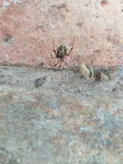 Parasteatoda tepidariorum