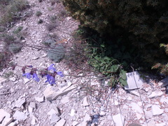 Salvia ringens