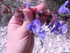 Salvia ringens