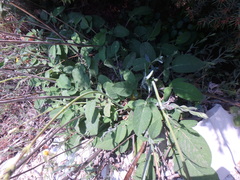 Salvia ringens