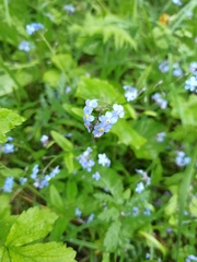 Myosotis sylvatica
