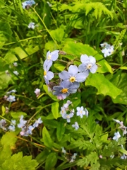 Myosotis sylvatica