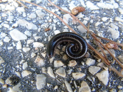 Pachyiulus apfelbecki