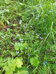 Myosotis sylvatica