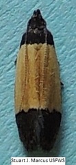 Anacampsis coverdalella