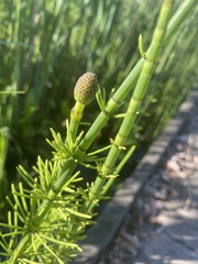 Equisetum