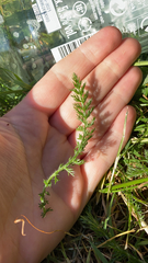 Achillea millefolium