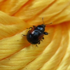 Synolabus bipustulatus