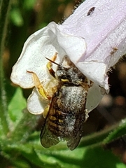 Anthidium manicatum