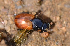 Aphodius fimetarius