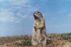 Speckled Ground Squirrel photo 4