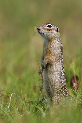 Speckled Ground Squirrel
