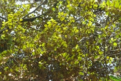 Chrysophyllum oliviforme