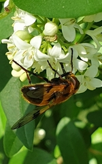 Volucella inflata