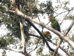 Psittacara erythrogenys