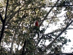 Psittacara erythrogenys