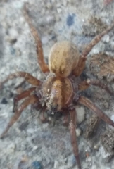 Arctosa personata