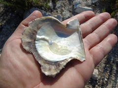 Pinctada imbricata