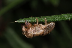 Cicadetta montana