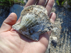 Pinctada imbricata
