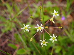 Muilla maritima